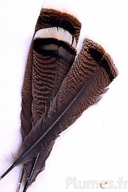 Bronzen kalkoen - 35-38 cm - natuurlijk bruin